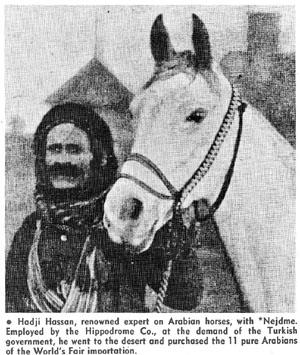 ARABIAN HORSES THE SENATOR SEWARD ARABIANS SIKLAUY GIDRAN MAANAKE HEDROCE HORSE 