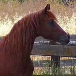 Cantador (Kimfa x Auralu), a head shot.