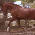 Cantador [Kimfa x Auralu] trotting at liberty