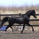 Najih [Ben Rabba x Narah Bint Neziah] showing his liberty class-winning style.