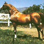 Abu Farwa (Rabiyas x the Crabbet import *Rissletta by Naseem) foaled in 1940, photo 1964. Abu Farwa lived to age 32.