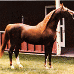 Aurab 12488 (Aulani by Rifnas x Rabna by Narzigh) Paine photo, age 20.