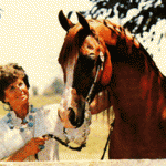 Ben Rabba++/ 24921 (Aurab x Rollicka by Sarolle) at age 21 with his last owner Jewel Cantrell.