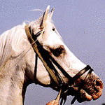 HB Octavian 173260 (Mariner x HB Octavia) 1978 grey straight Davenport stallion bred by Frank or Trudy Hannesschlager. In retirement with Larry and Jennifer Flynn. 1997 photo.